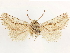  ( - CCDB-33589-C08)  @11 [ ] CreativeCommons - Attribution (2019) CBG Photography Group Centre for Biodiversity Genomics