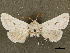  ( - CCDB-33589-C11)  @11 [ ] CreativeCommons - Attribution (2019) CBG Photography Group Centre for Biodiversity Genomics