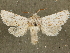  ( - CCDB-33589-C12)  @11 [ ] CreativeCommons - Attribution (2019) CBG Photography Group Centre for Biodiversity Genomics