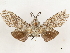  ( - CCDB-33589-D01)  @11 [ ] CreativeCommons - Attribution (2019) CBG Photography Group Centre for Biodiversity Genomics
