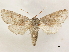  ( - CCDB-33589-D05)  @11 [ ] CreativeCommons - Attribution (2019) CBG Photography Group Centre for Biodiversity Genomics