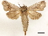  (Hypopta sheljuzhkoi - CCDB-33589-D11)  @11 [ ] CreativeCommons - Attribution (2019) CBG Photography Group Centre for Biodiversity Genomics