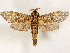  (Eulophonotus ruana - CCDB-33589-E01)  @11 [ ] CreativeCommons - Attribution (2019) CBG Photography Group Centre for Biodiversity Genomics
