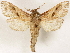  ( - CCDB-33589-E02)  @11 [ ] CreativeCommons - Attribution (2019) CBG Photography Group Centre for Biodiversity Genomics