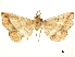  (Salia remulcens - CCDB-33589-E10)  @11 [ ] CreativeCommons - Attribution (2019) CBG Photography Group Centre for Biodiversity Genomics