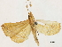  (Salia mialis - CCDB-33589-E12)  @11 [ ] CreativeCommons - Attribution (2019) CBG Photography Group Centre for Biodiversity Genomics