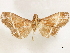  ( - CCDB-33589-F05)  @11 [ ] CreativeCommons - Attribution (2019) CBG Photography Group Centre for Biodiversity Genomics