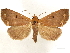 (Rejectaria talausalis - CCDB-33589-F07)  @11 [ ] CreativeCommons - Attribution (2019) CBG Photography Group Centre for Biodiversity Genomics