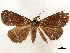  (Rejectaria paratrax - CCDB-33589-F08)  @11 [ ] CreativeCommons - Attribution (2019) CBG Photography Group Centre for Biodiversity Genomics