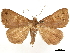  ( - CCDB-33589-F09)  @11 [ ] CreativeCommons - Attribution (2019) CBG Photography Group Centre for Biodiversity Genomics