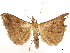  (Rejectaria erebalis - CCDB-33589-F10)  @11 [ ] CreativeCommons - Attribution (2019) CBG Photography Group Centre for Biodiversity Genomics