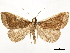  ( - CCDB-33589-F11)  @11 [ ] CreativeCommons - Attribution (2019) CBG Photography Group Centre for Biodiversity Genomics