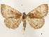  (Mamerthes gangaba - CCDB-33589-G03)  @11 [ ] CreativeCommons - Attribution (2019) CBG Photography Group Centre for Biodiversity Genomics