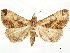  (Rejectaria pallescens - CCDB-33589-G04)  @11 [ ] CreativeCommons - Attribution (2019) CBG Photography Group Centre for Biodiversity Genomics