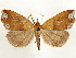  (Rejectaria panola - CCDB-33589-G06)  @11 [ ] CreativeCommons - Attribution (2019) CBG Photography Group Centre for Biodiversity Genomics