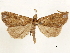  (Rejectaria lyse - CCDB-33589-G07)  @11 [ ] CreativeCommons - Attribution (2019) CBG Photography Group Centre for Biodiversity Genomics