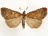  (Rejectaria antorides - CCDB-33589-G08)  @11 [ ] CreativeCommons - Attribution (2019) CBG Photography Group Centre for Biodiversity Genomics