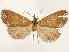  ( - CCDB-33589-G09)  @11 [ ] CreativeCommons - Attribution (2019) CBG Photography Group Centre for Biodiversity Genomics