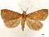  (Mamerthes aonia - CCDB-33589-G11)  @11 [ ] CreativeCommons - Attribution (2019) CBG Photography Group Centre for Biodiversity Genomics