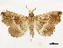  ( - CCDB-33589-H01)  @15 [ ] CreativeCommons - Attribution (2019) CBG Photography Group Centre for Biodiversity Genomics
