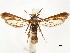  ( - CCDB-33589-H03)  @11 [ ] CreativeCommons - Attribution (2019) CBG Photography Group Centre for Biodiversity Genomics