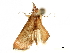  (Dicepolia rufitinctalis - CCDB-33597-B02)  @11 [ ] CreativeCommons - Attribution (2019) CBG Photography Group Centre for Biodiversity Genomics