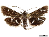  ( - CCDB-33597-B10)  @11 [ ] CreativeCommons - Attribution (2019) CBG Photography Group Centre for Biodiversity Genomics