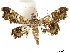  ( - CCDB-33597-B11)  @11 [ ] CreativeCommons - Attribution (2019) CBG Photography Group Centre for Biodiversity Genomics