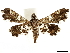  ( - CCDB-33597-B12)  @11 [ ] CreativeCommons - Attribution (2019) CBG Photography Group Centre for Biodiversity Genomics