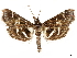  ( - CCDB-33597-C01)  @11 [ ] CreativeCommons - Attribution (2019) CBG Photography Group Centre for Biodiversity Genomics