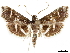  ( - CCDB-33597-C02)  @11 [ ] CreativeCommons - Attribution (2019) CBG Photography Group Centre for Biodiversity Genomics