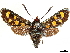  ( - CCDB-33597-C08)  @11 [ ] CreativeCommons - Attribution (2019) CBG Photography Group Centre for Biodiversity Genomics