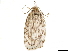  (Anadasmus venosella - CCDB-33597-D04)  @11 [ ] CreativeCommons - Attribution (2019) CBG Photography Group Centre for Biodiversity Genomics
