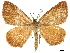  ( - CCDB-33597-F03)  @14 [ ] CreativeCommons - Attribution (2019) CBG Photography Group Centre for Biodiversity Genomics