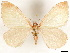  ( - CCDB-33597-F11)  @11 [ ] CreativeCommons - Attribution (2019) CBG Photography Group Centre for Biodiversity Genomics