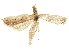  ( - CCDB-33977-B03)  @11 [ ] CreativeCommons - Attribution (2019) CBG Photography Group Centre for Biodiversity Genomics
