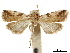  ( - CCDB-33977-B08)  @11 [ ] CreativeCommons - Attribution (2019) CBG Photography Group Centre for Biodiversity Genomics