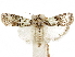  ( - CCDB-33977-C02)  @11 [ ] CreativeCommons - Attribution (2019) CBG Photography Group Centre for Biodiversity Genomics