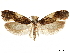  (Monopis spilotella - CCDB-33977-C04)  @14 [ ] CreativeCommons - Attribution (2019) CBG Photography Group Centre for Biodiversity Genomics