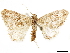  ( - CCDB-33977-C12)  @11 [ ] CreativeCommons - Attribution (2019) CBG Photography Group Centre for Biodiversity Genomics