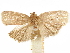  (Anadasmus pelodes - CCDB-33977-D02)  @11 [ ] CreativeCommons - Attribution (2019) CBG Photography Group Centre for Biodiversity Genomics