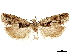  ( - CCDB-33977-D06)  @11 [ ] CreativeCommons - Attribution (2019) CBG Photography Group Centre for Biodiversity Genomics