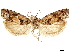  ( - CCDB-33977-D07)  @11 [ ] CreativeCommons - Attribution (2019) CBG Photography Group Centre for Biodiversity Genomics
