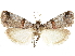  ( - CCDB-33977-F07)  @11 [ ] CreativeCommons - Attribution (2019) CBG Photography Group Centre for Biodiversity Genomics