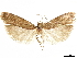  ( - CCDB-33977-F12)  @11 [ ] CreativeCommons - Attribution (2019) CBG Photography Group Centre for Biodiversity Genomics