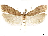  ( - CCDB-33977-G01)  @11 [ ] CreativeCommons - Attribution (2019) CBG Photography Group Centre for Biodiversity Genomics