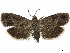  ( - CCDB-33979-B05)  @11 [ ] CreativeCommons - Attribution (2020) CBG Photography Group Centre for Biodiversity Genomics