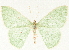  ( - CCDB-33979-E08)  @11 [ ] CreativeCommons - Attribution (2020) CBG Photography Group Centre for Biodiversity Genomics