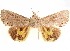  ( - CCDB-33979-F06)  @12 [ ] CreativeCommons - Attribution (2020) CBG Photography Group Centre for Biodiversity Genomics