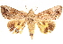  ( - CCDB-33979-F07)  @13 [ ] CreativeCommons - Attribution (2020) CBG Photography Group Centre for Biodiversity Genomics